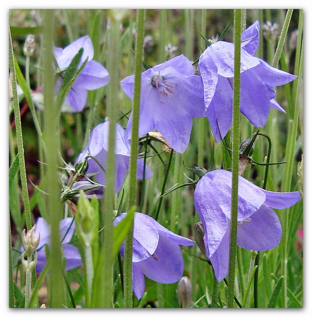 Glockenblümchen