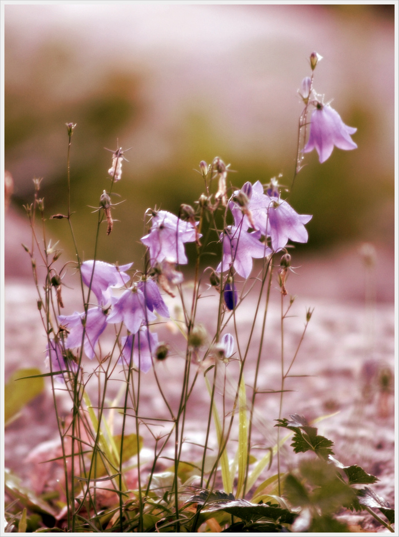 Glockenblümchen ( es war nicht immer alles nur grau)