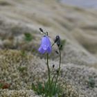 Glockenblümchen im Moosbett