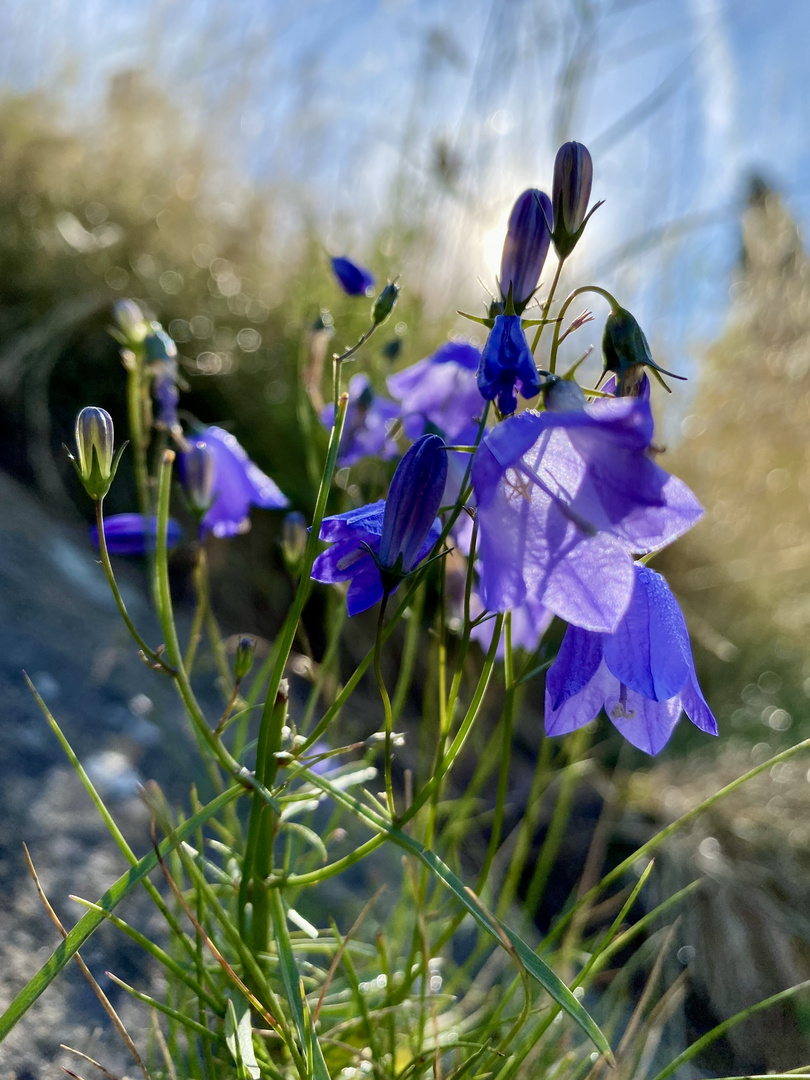 Glockenblümchen im Sonnenlicht 