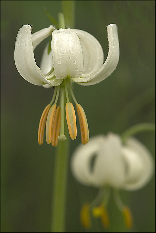 Glockenblüte