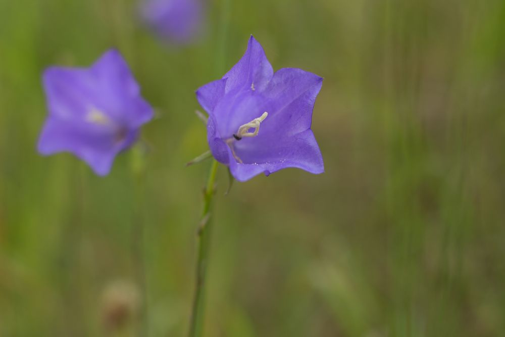 Glockenblüten