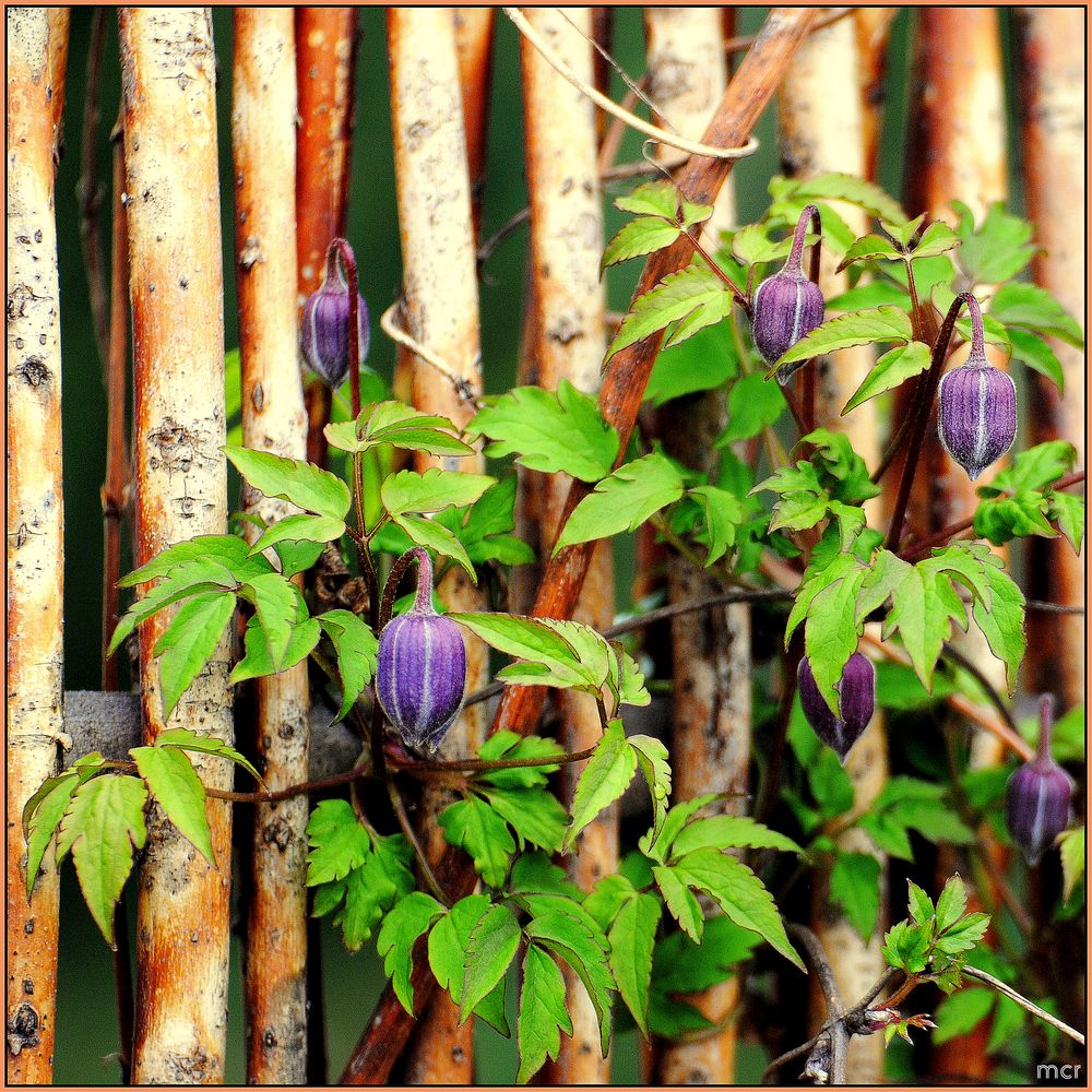 Glockenblütige Clematis