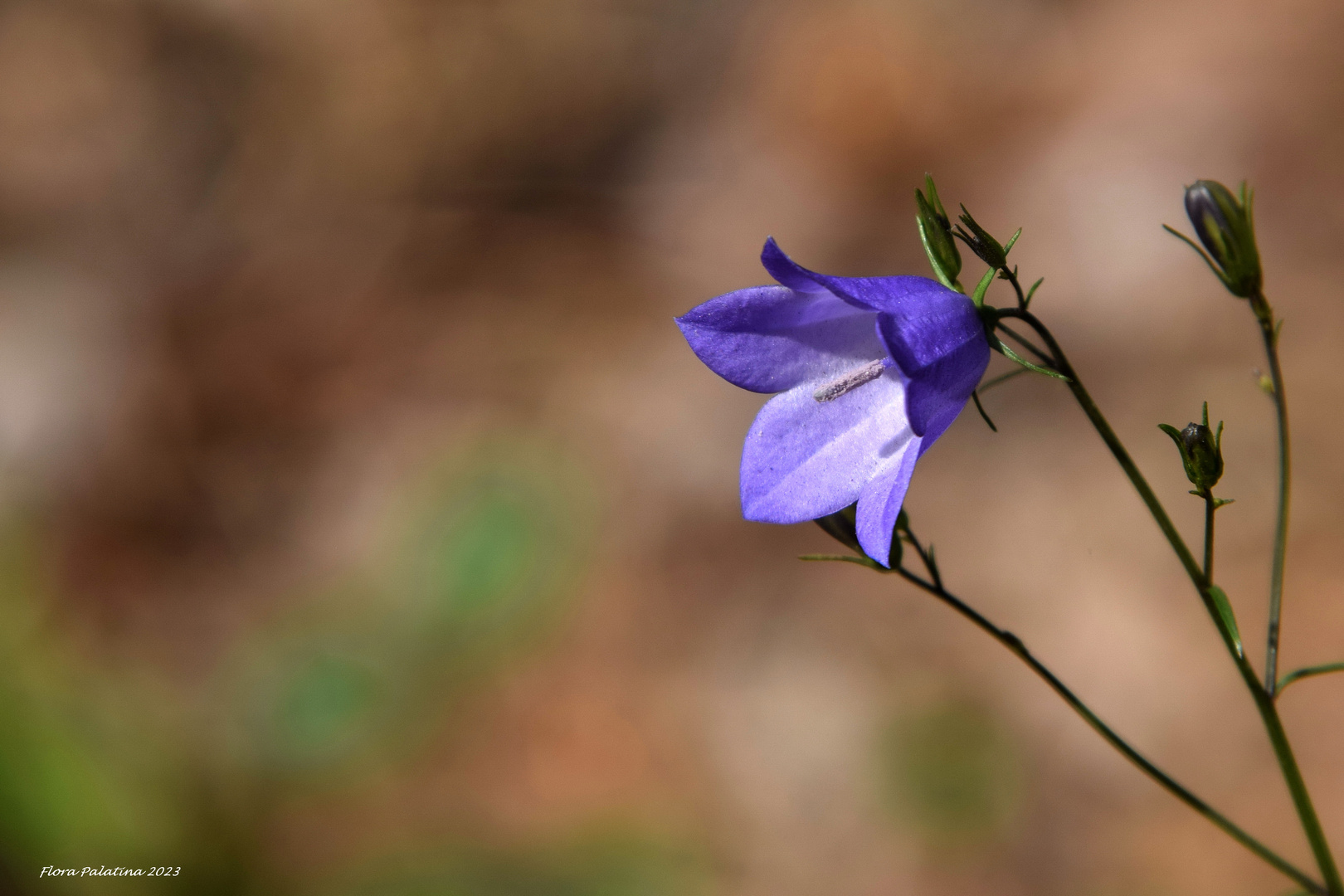 Glockenblume