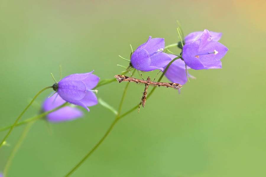 Glockenblume ..