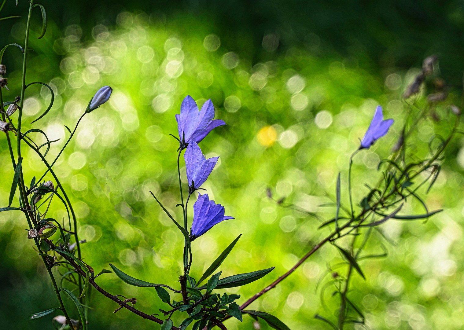 Glockenblume