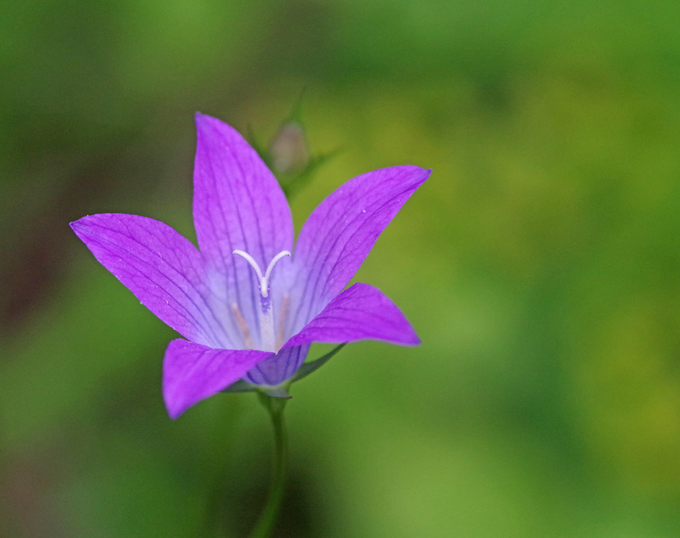 Glockenblume