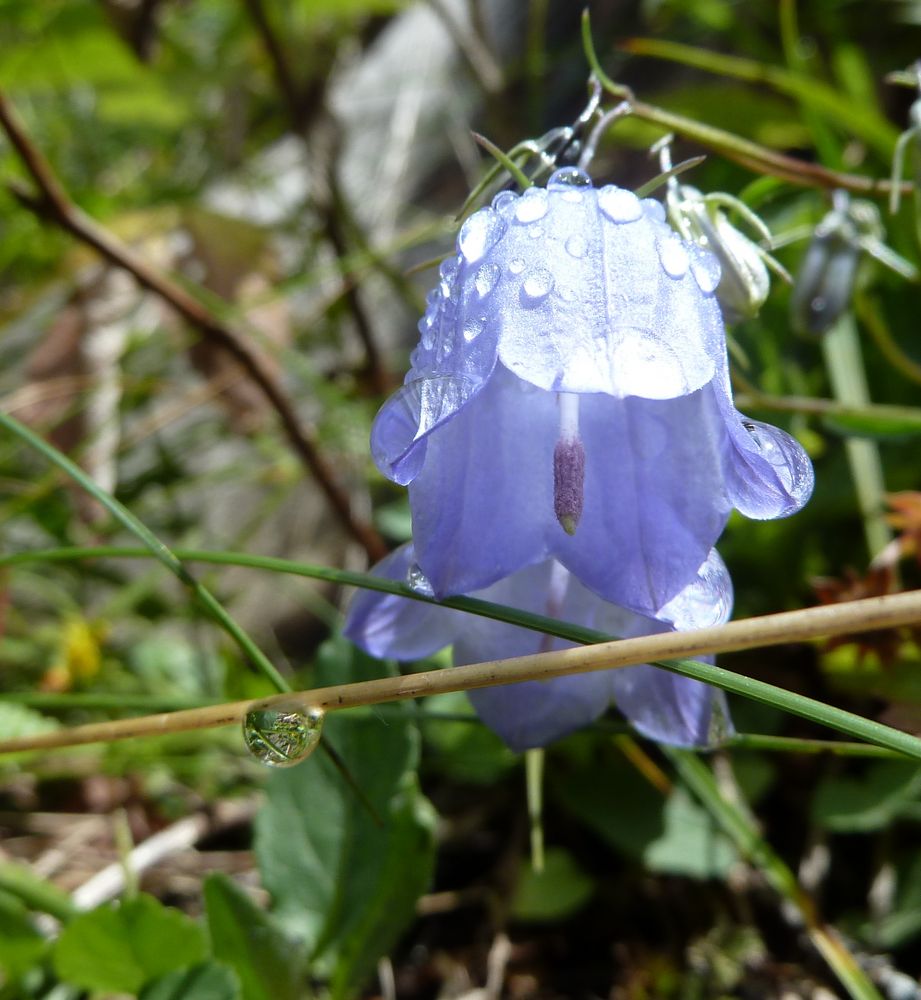 Glockenblume