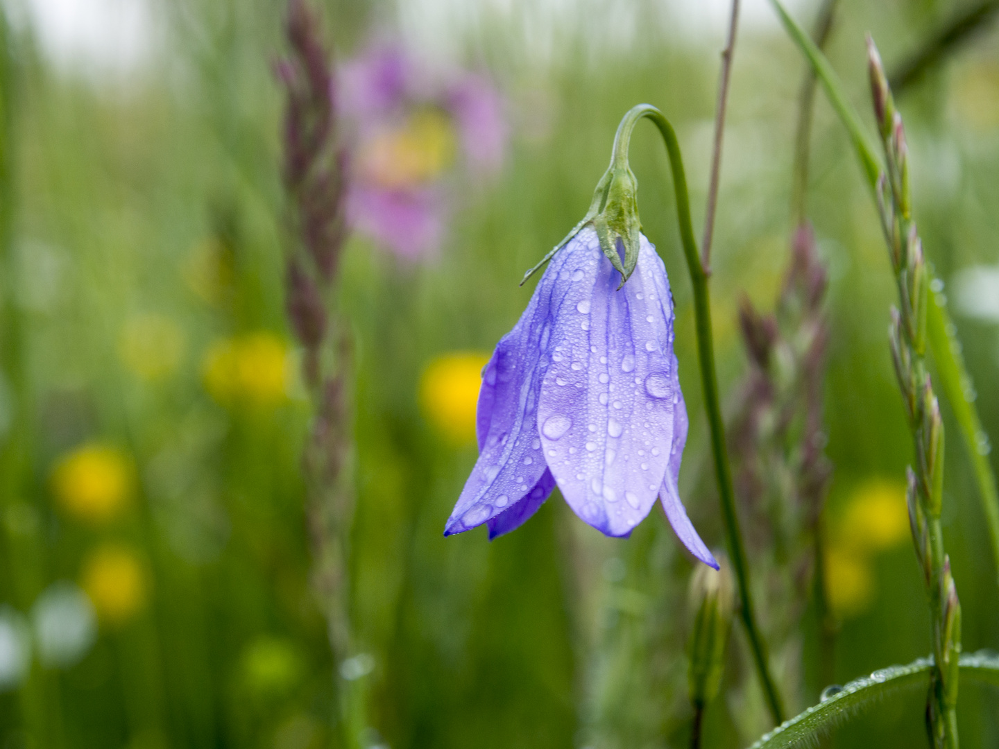 Glockenblume