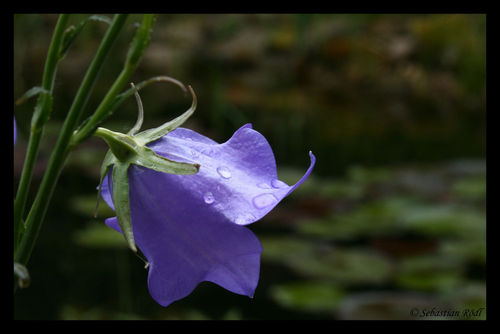 Glockenblume