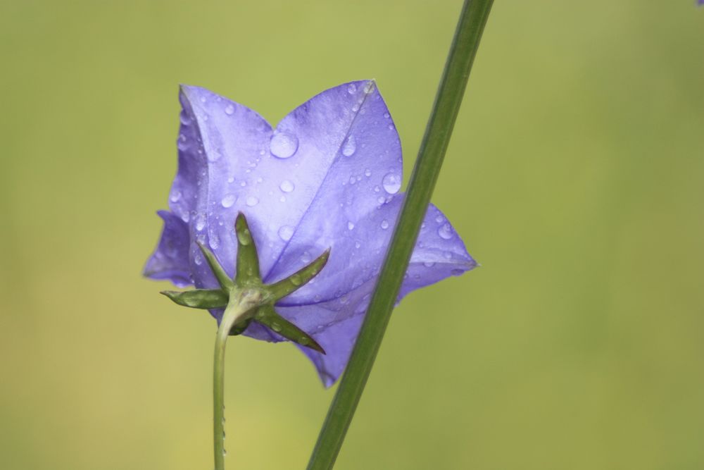 Glockenblume by AnneSch 