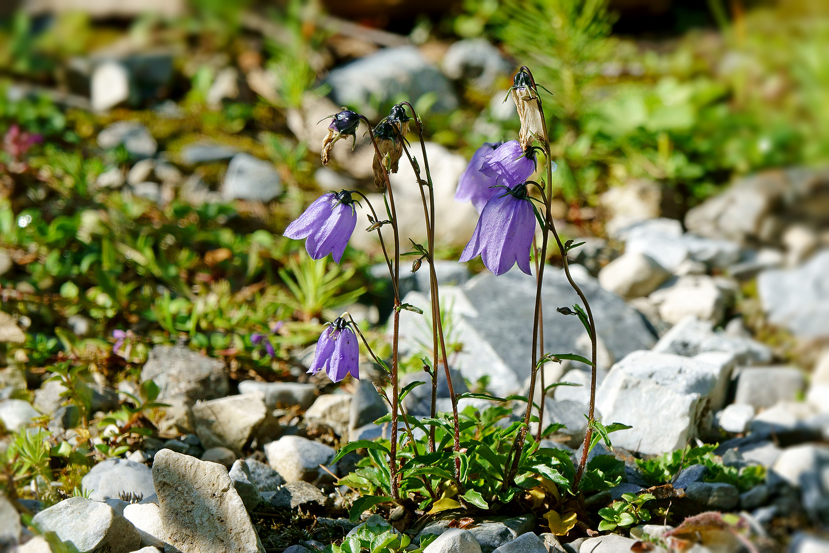 Glockenblume