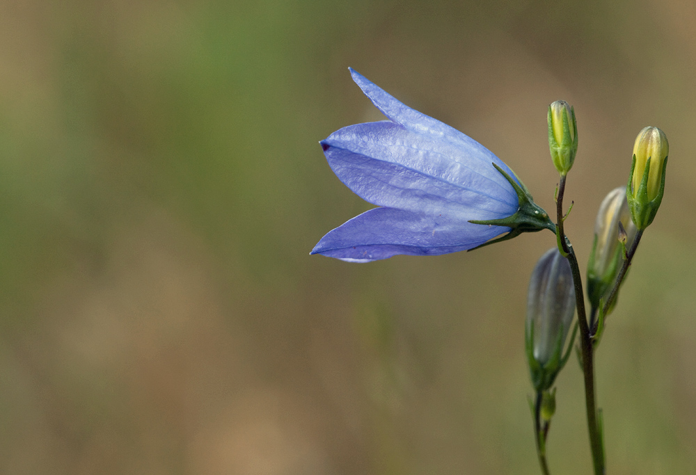 Glockenblume