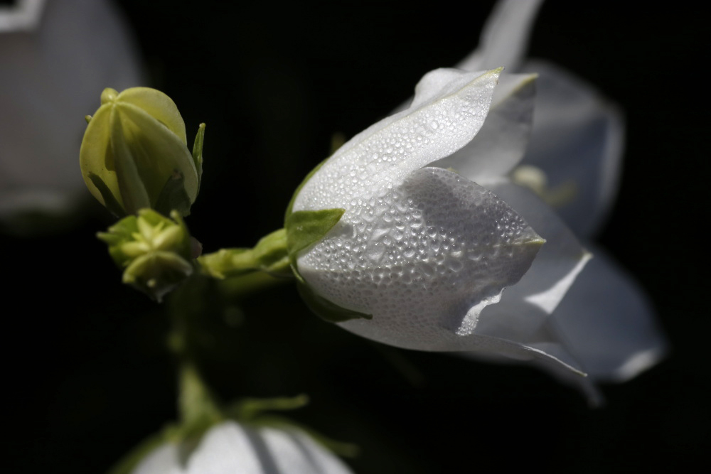 Glockenblume