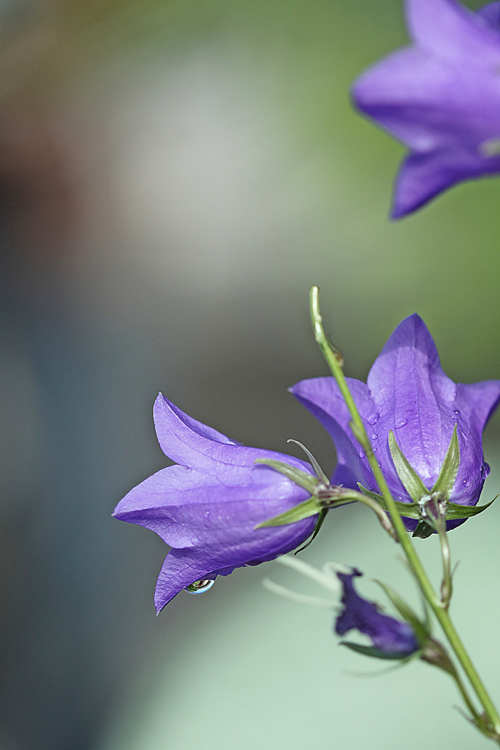 Glockenblume