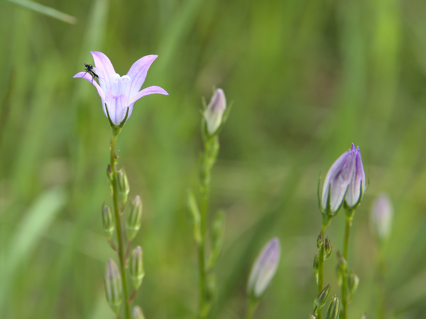 Glockenblume