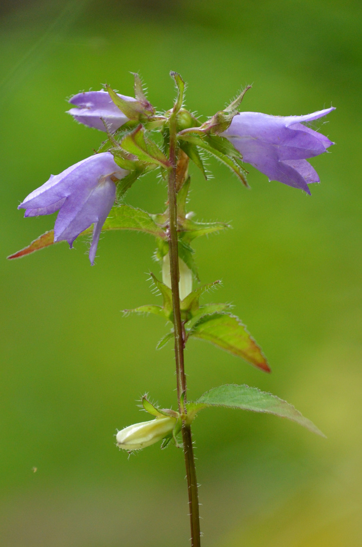 Glockenblume