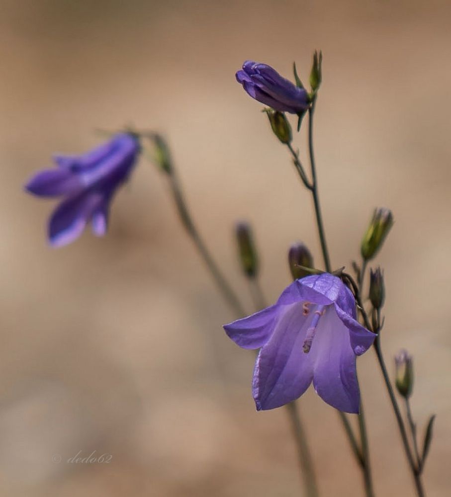 Glockenblume