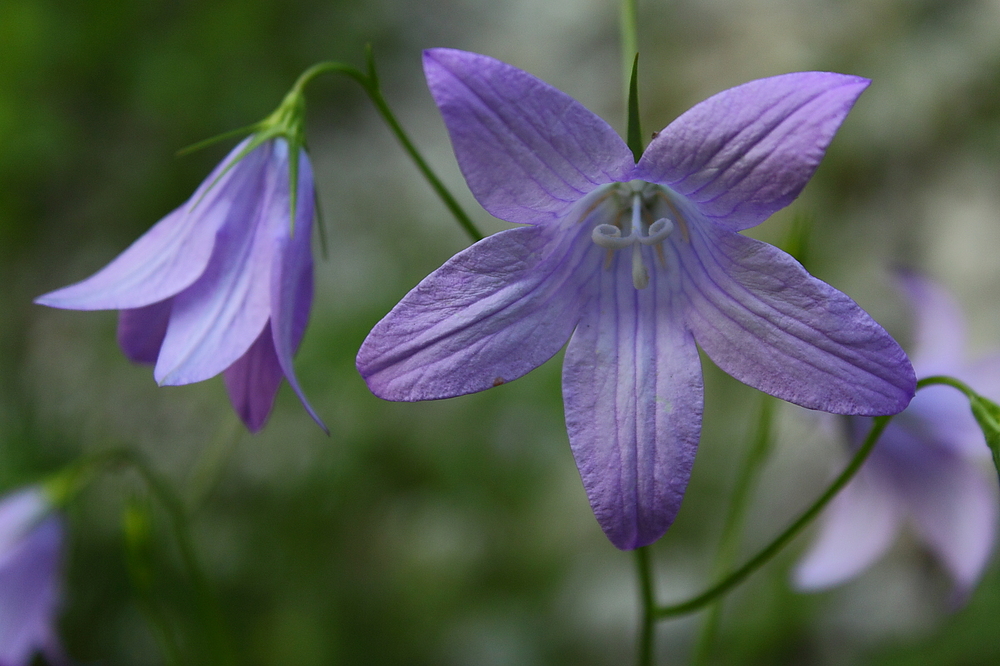 Glockenblume