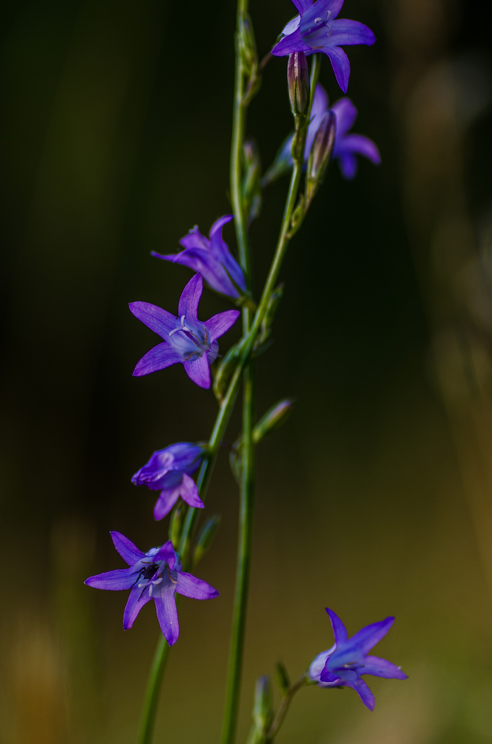 Glockenblume