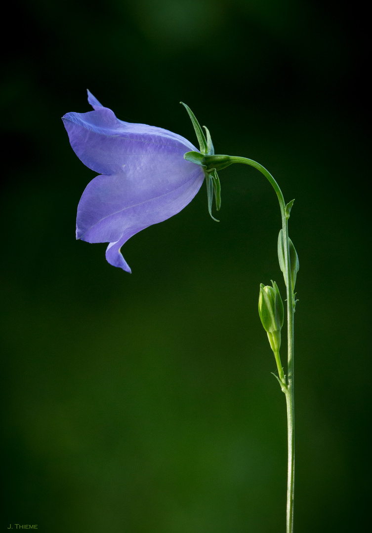 Glockenblume