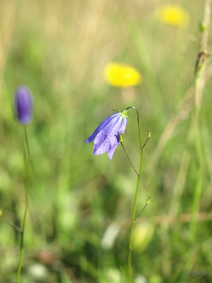 Glockenblume