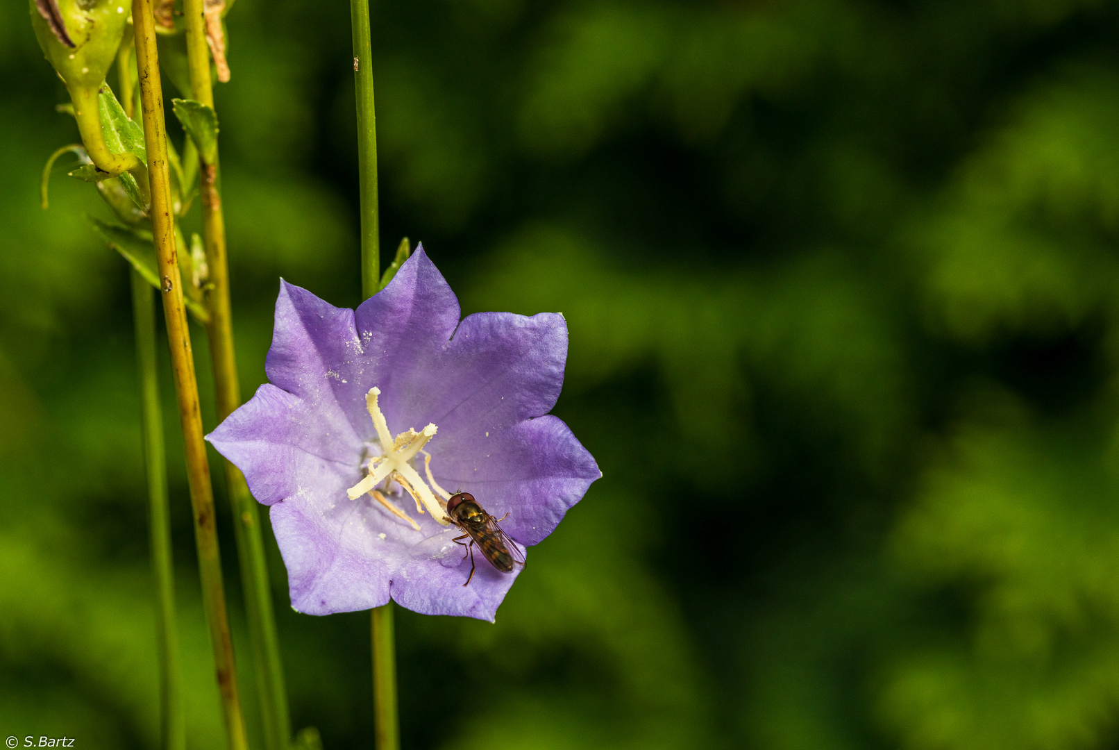 Glockenblume 