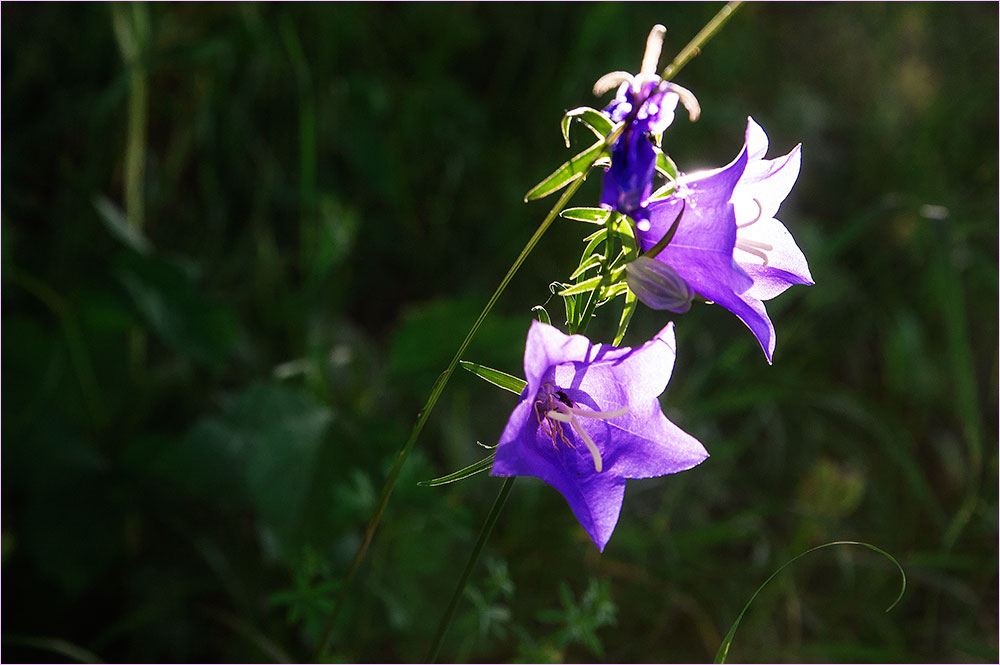 Glockenblume