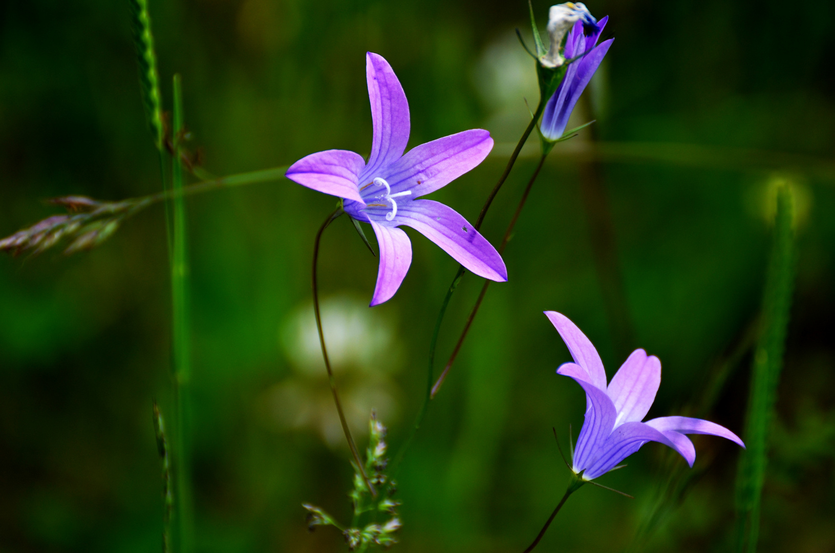 Glockenblume