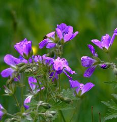 Glockenblume - aber welche ? 