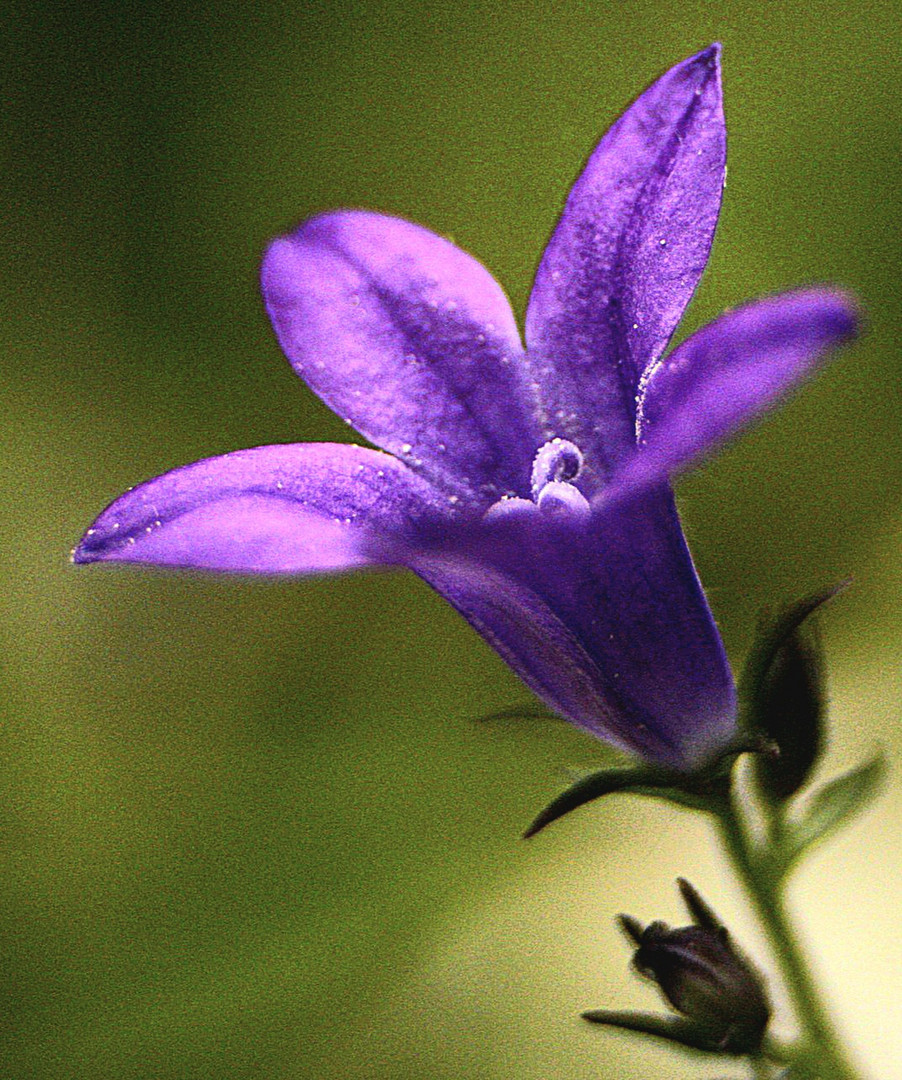 Glockenblume