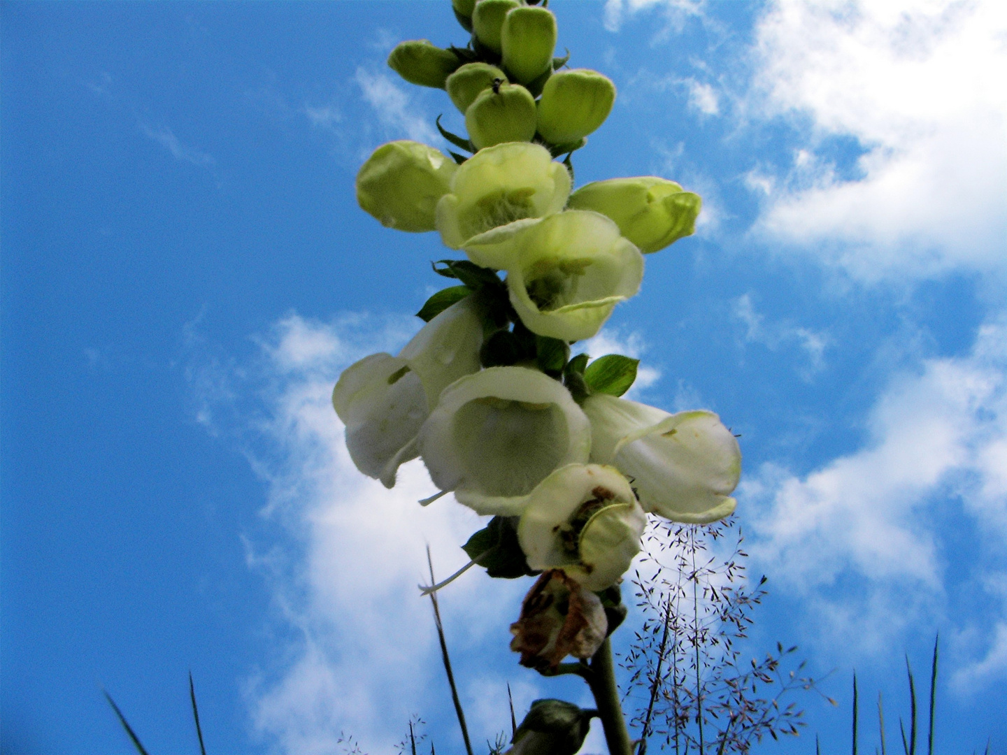 Glockenblume am Rindlschachten im Bayer. Wald