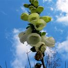 Glockenblume am Rindlschachten im Bayer. Wald