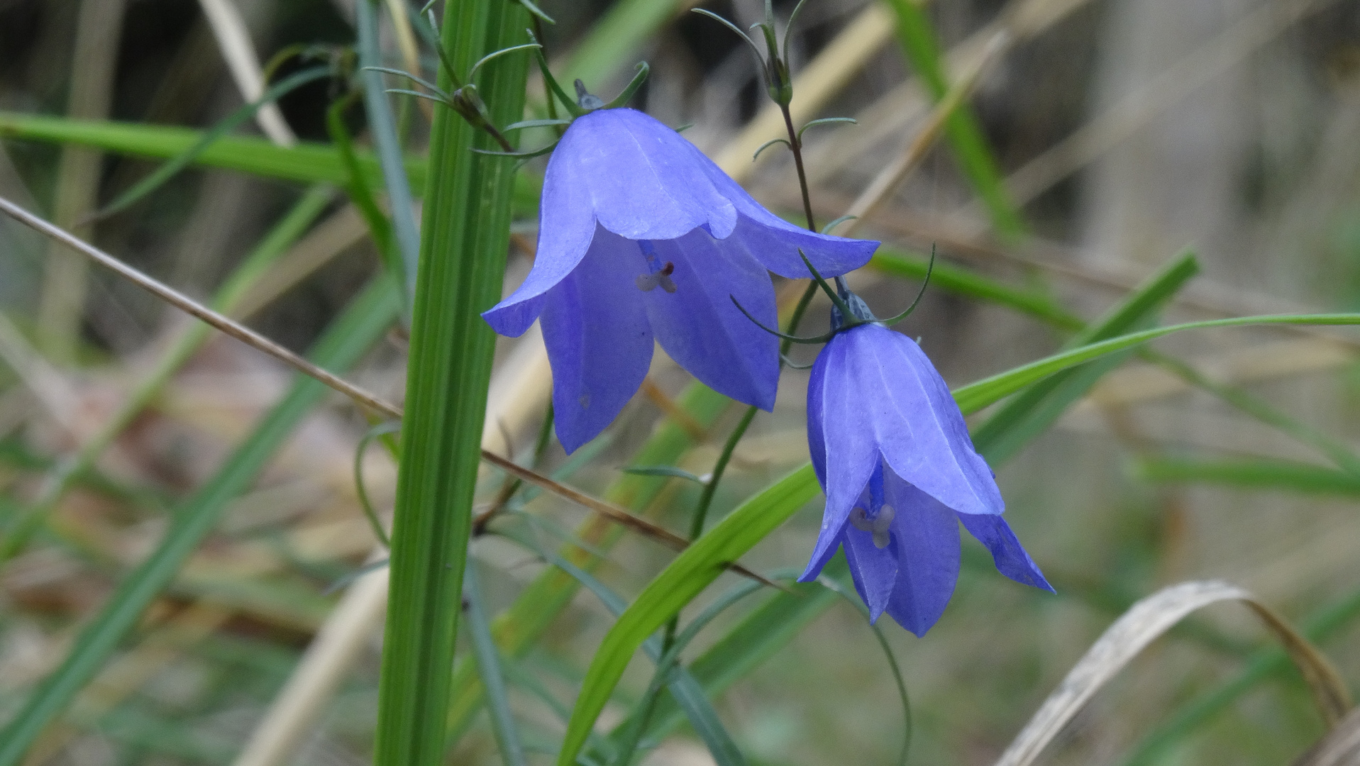 Glockenblume am Wegesrand