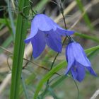 Glockenblume am Wegesrand