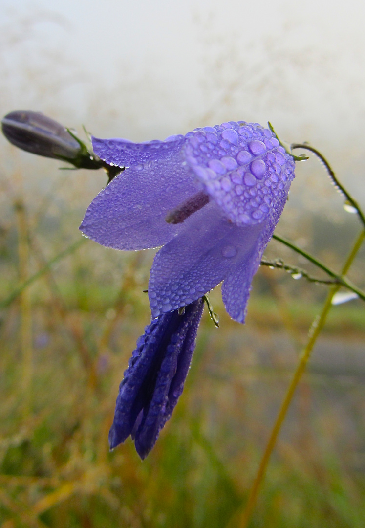 Glockenblume am Wegesrand