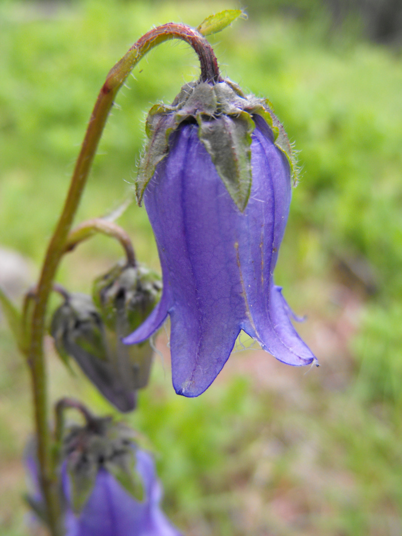 Glockenblume am Wegesrand