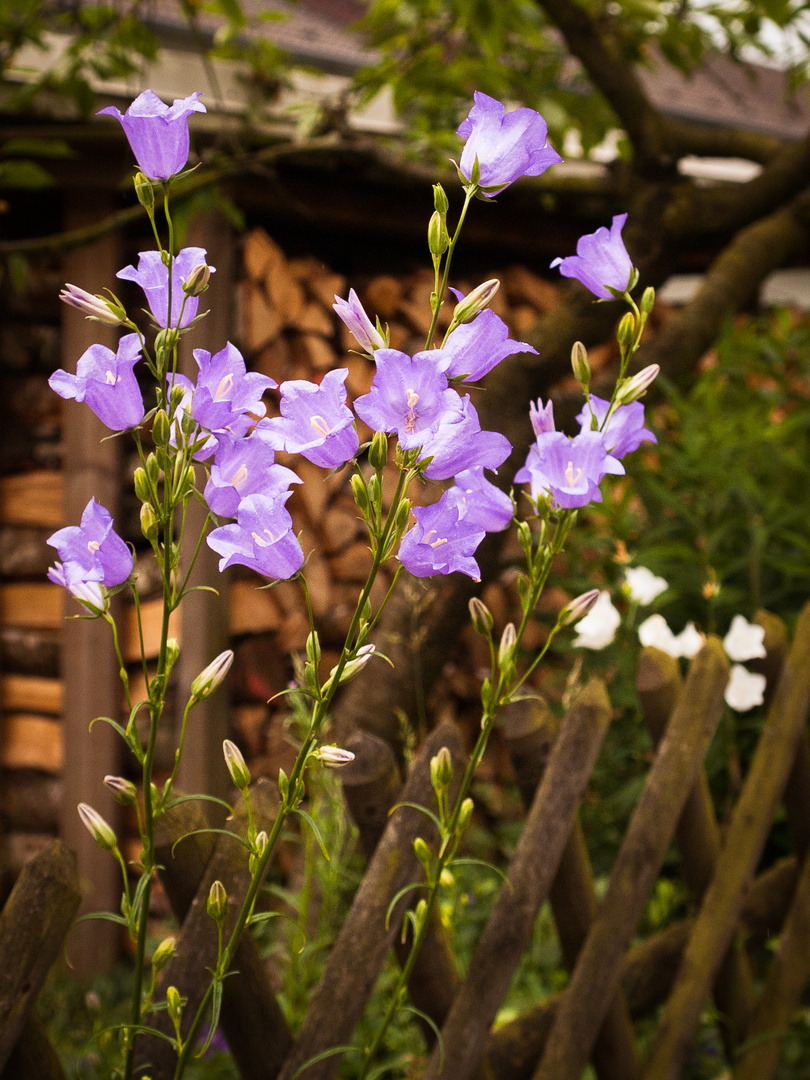 Glockenblume am Zaun