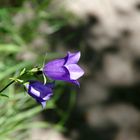 Glockenblume auf der Insel Vilm