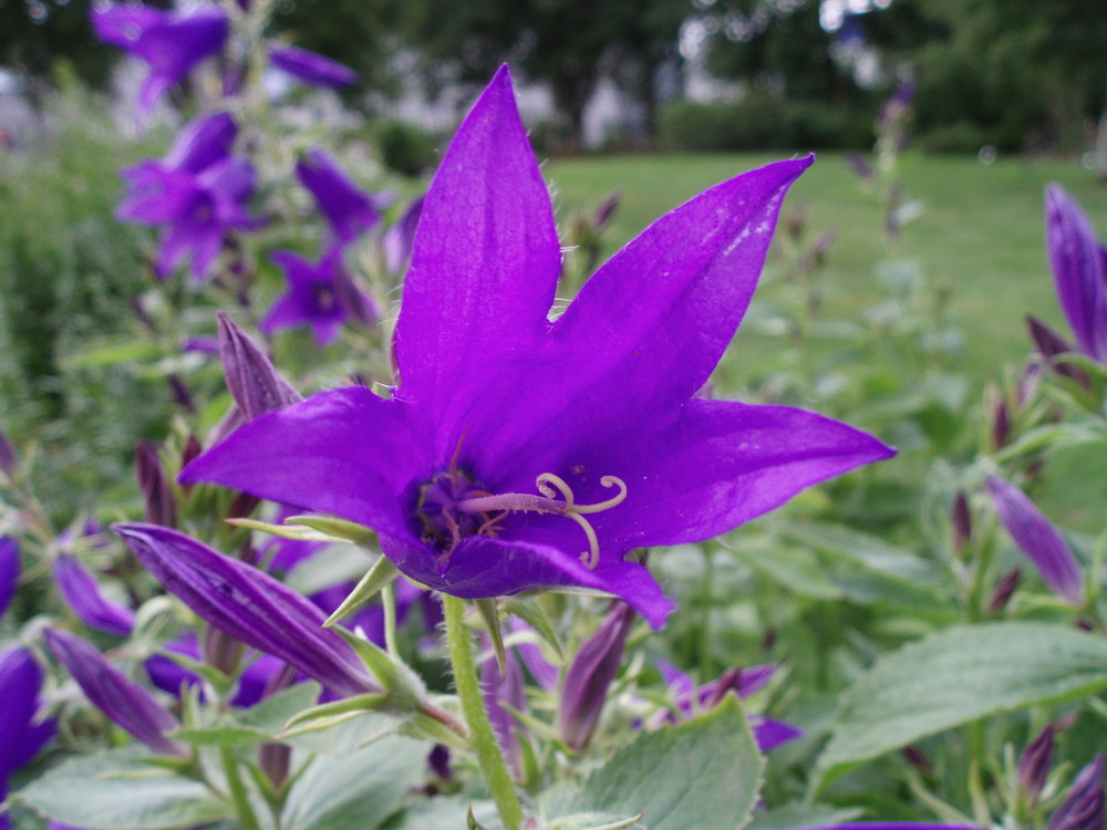 Glockenblume auf Island