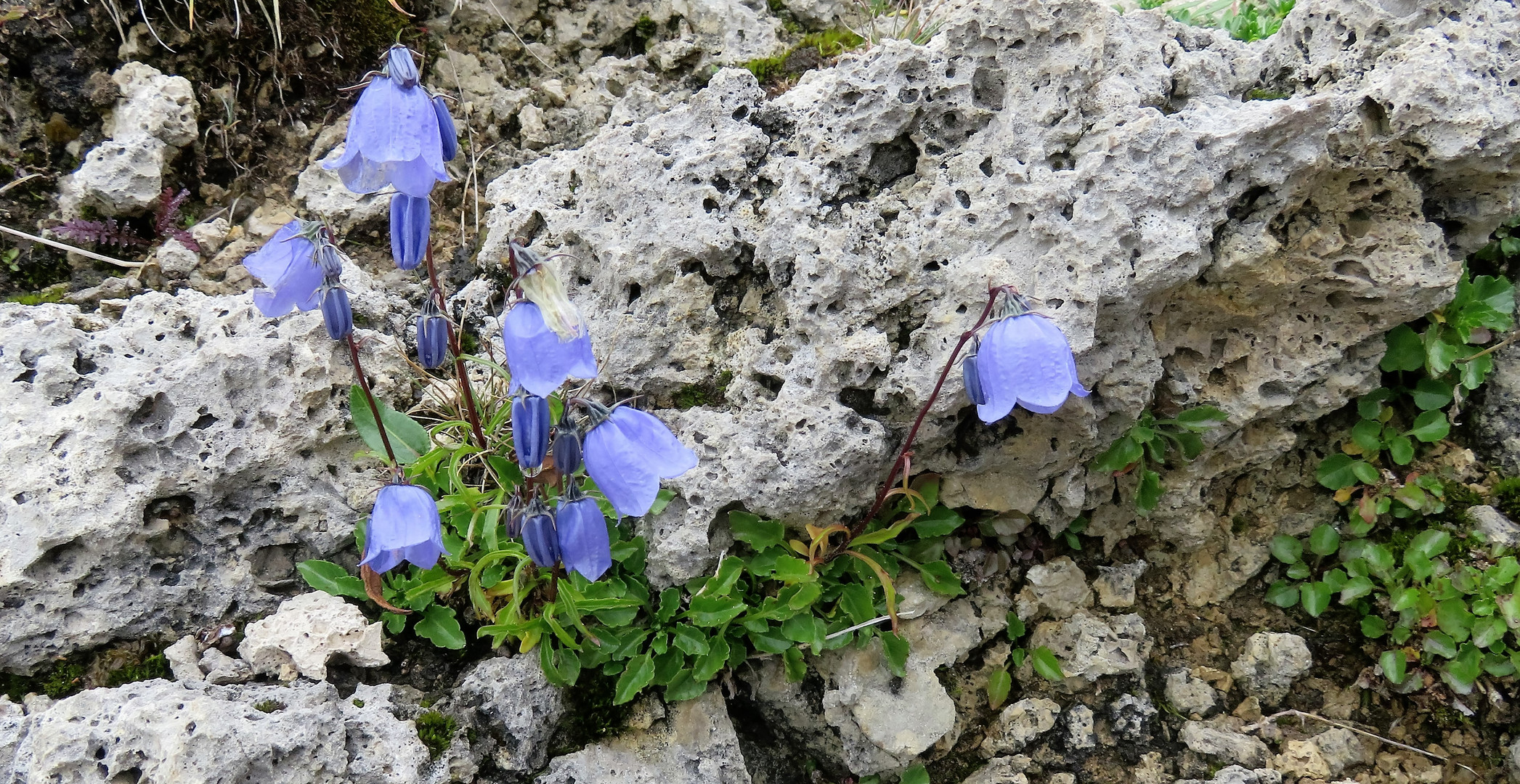 Glockenblume auf Karst