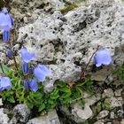 Glockenblume auf Karst