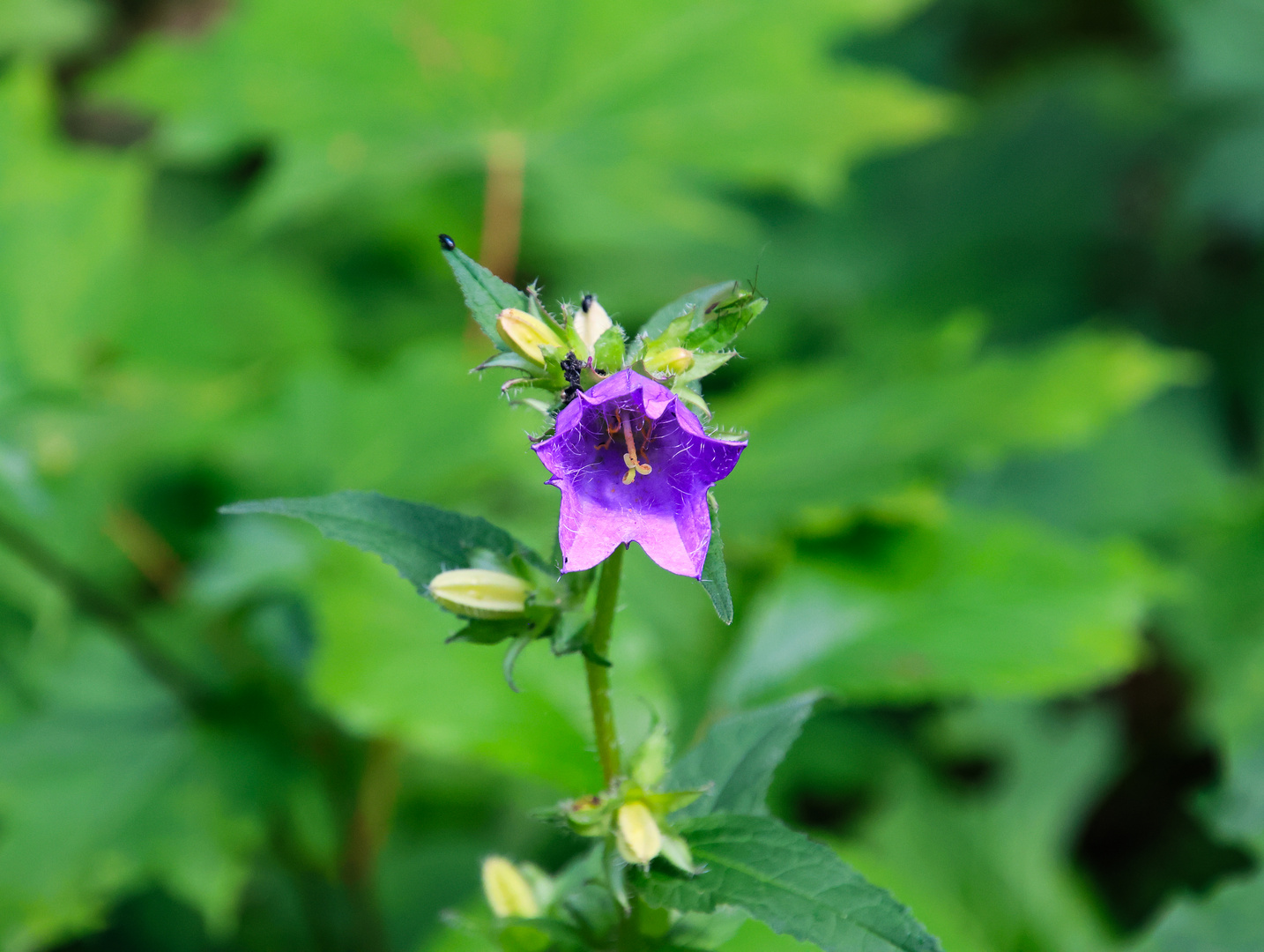 Glockenblume aus der Wutachschlucht