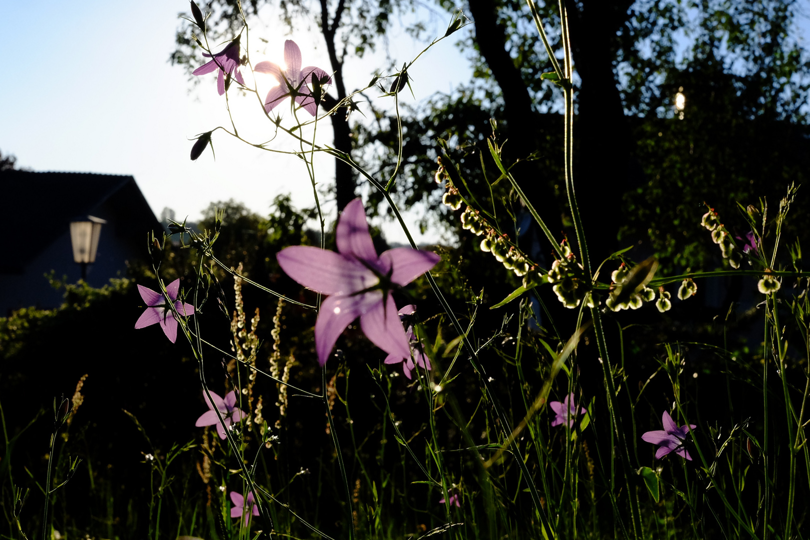 Glockenblume