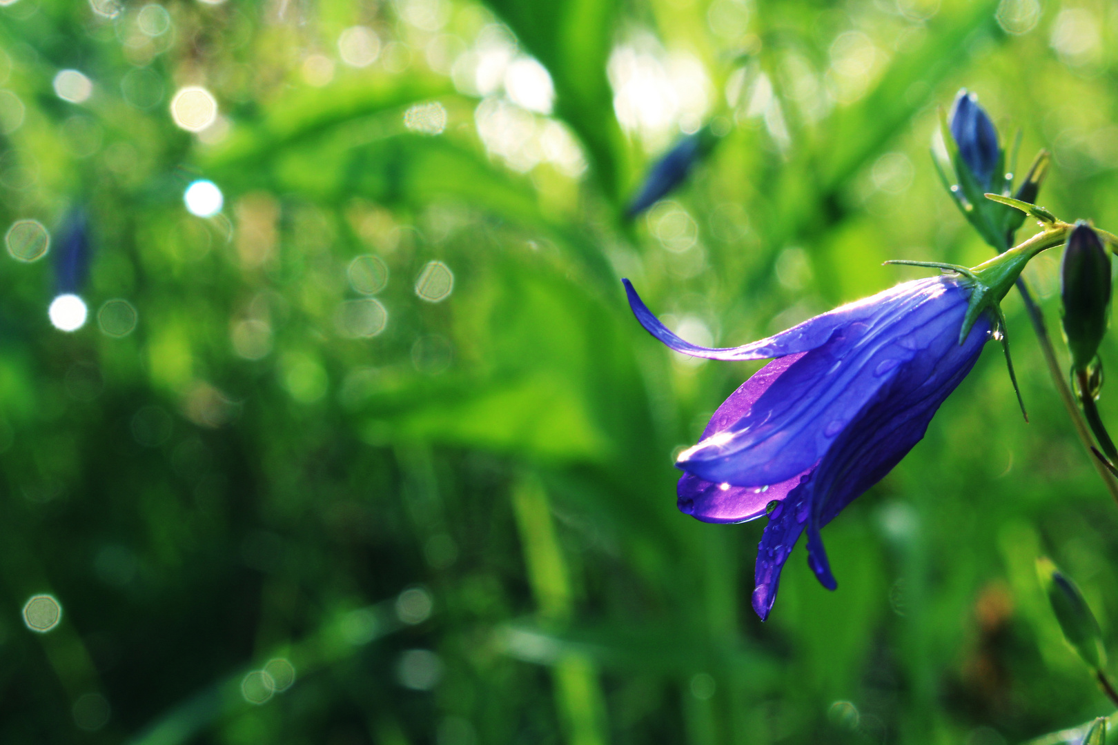 Glockenblume bei Regen