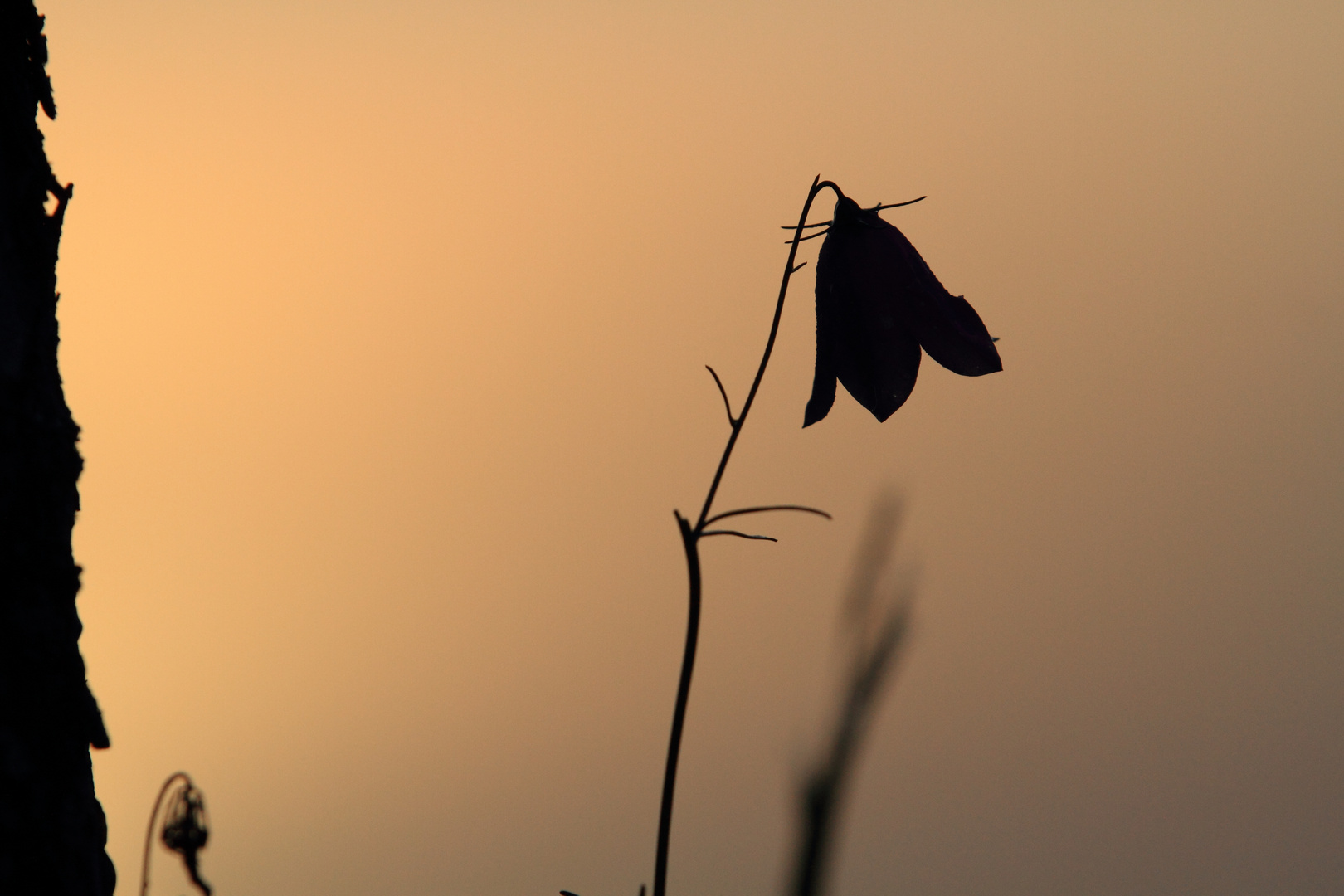 Glockenblume bei Sonnenaufgang