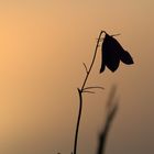 Glockenblume bei Sonnenaufgang