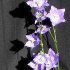 Glockenblume - Campanula -