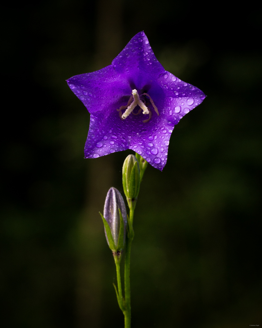 Glockenblume (Campanula)