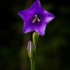 Glockenblume (Campanula)